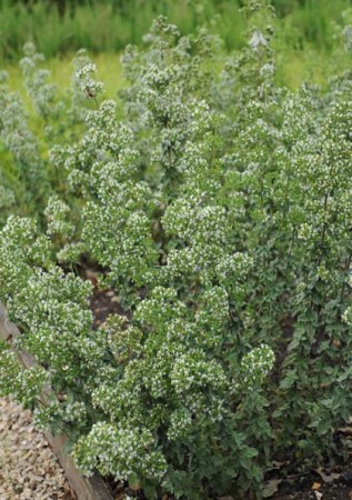 ORIGANUM vulgare Hot and Spice